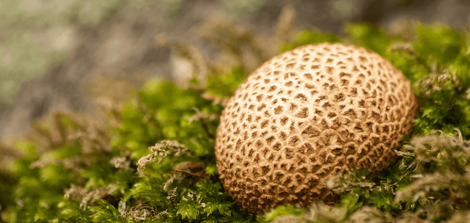 Puffball gljive - Kako mogu pomoći kod poboljšanja probave