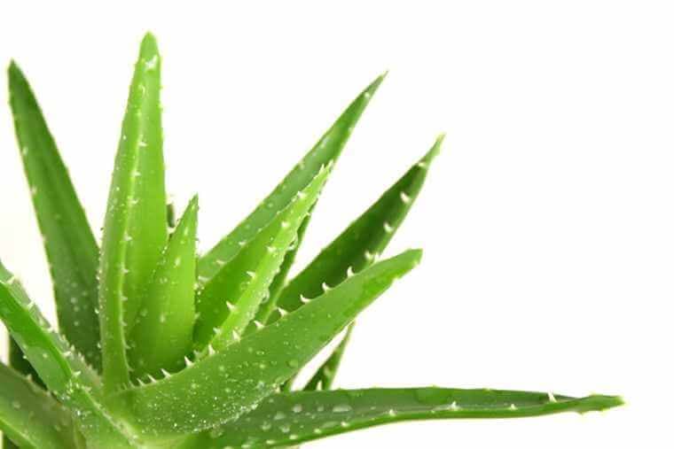 Aloe vera