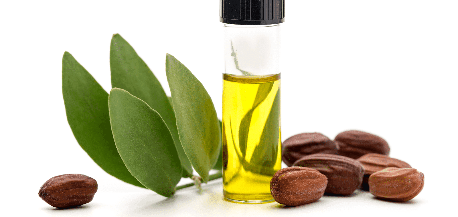 Jojoba - Prirodni izvor zdravlja i ljepote