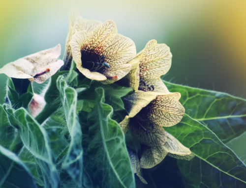 Bunika – OPREZ – Otrovna biljka koje može uzrokovati smrt!