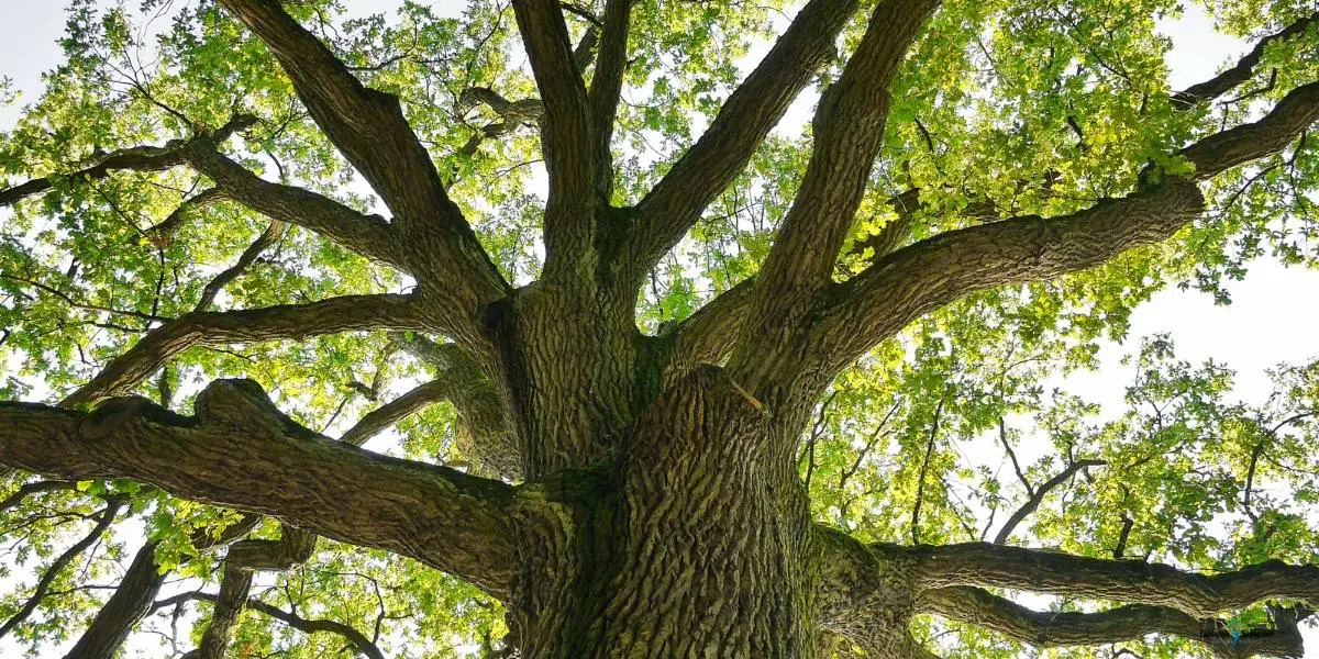 hrastova kora ljekovitost