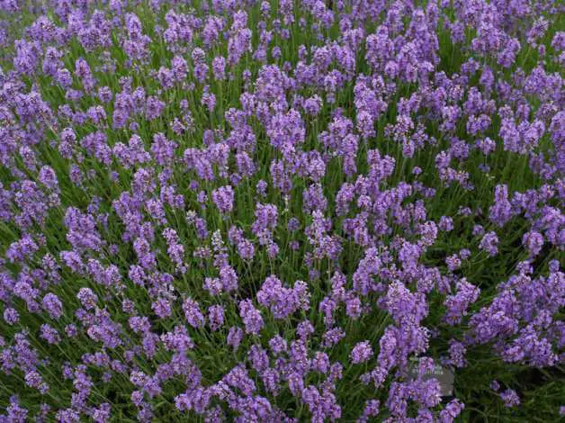 lavanda