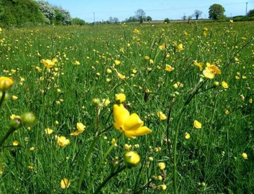 Ljutić –  pažljivo, da ga ne naljutite (otrovno bilje)