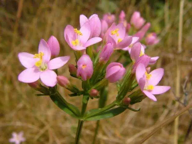 kičica