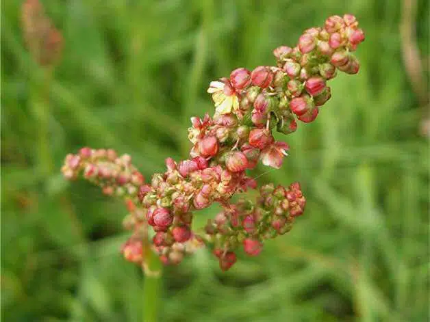 kiselica