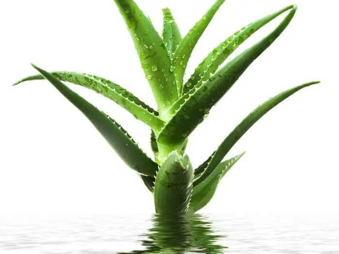 Aloe vera sok