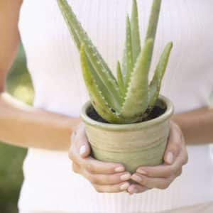 Aloe vera biljka