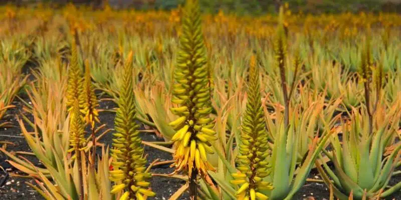 Aloe Vera biljka - 15 načina primjene!