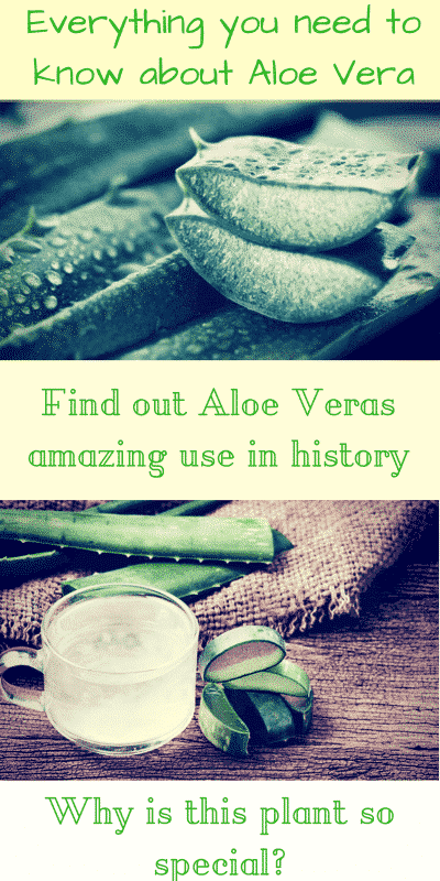 Aloe Vera all you need to know about her