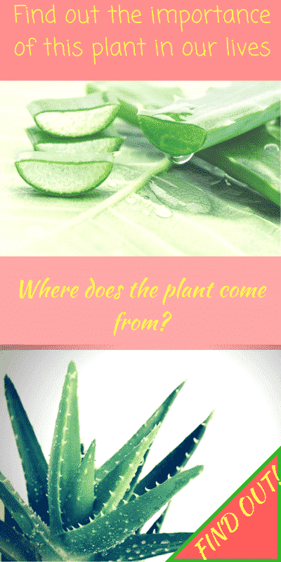 Aloe Vera all you need to know about her