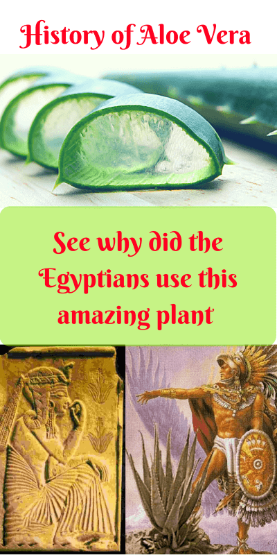 Aloe Vera all you need to know about her