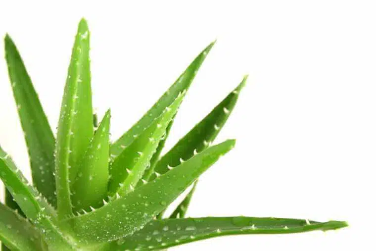 Aloe vera