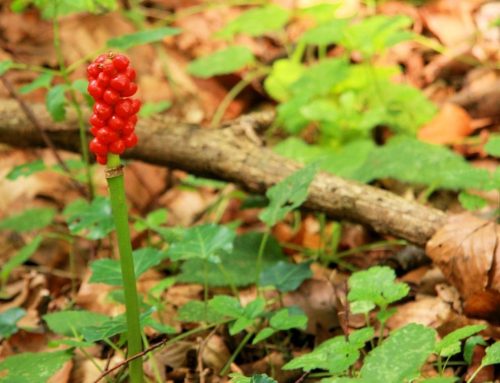 Kozlac biljka, nuspojave i iskustva! OPREZ! Izrazito otrovna biljka!