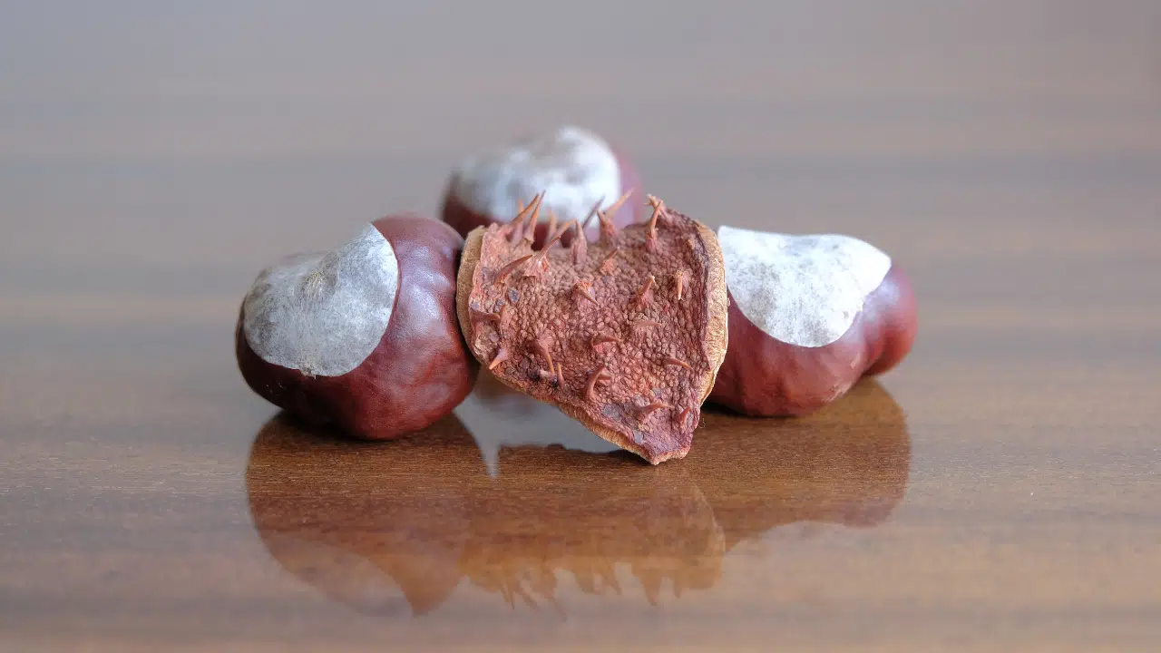 Divlji kesten u rakiji