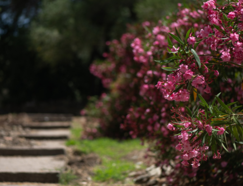 Oleander je smrtonosno otrovna biljka!