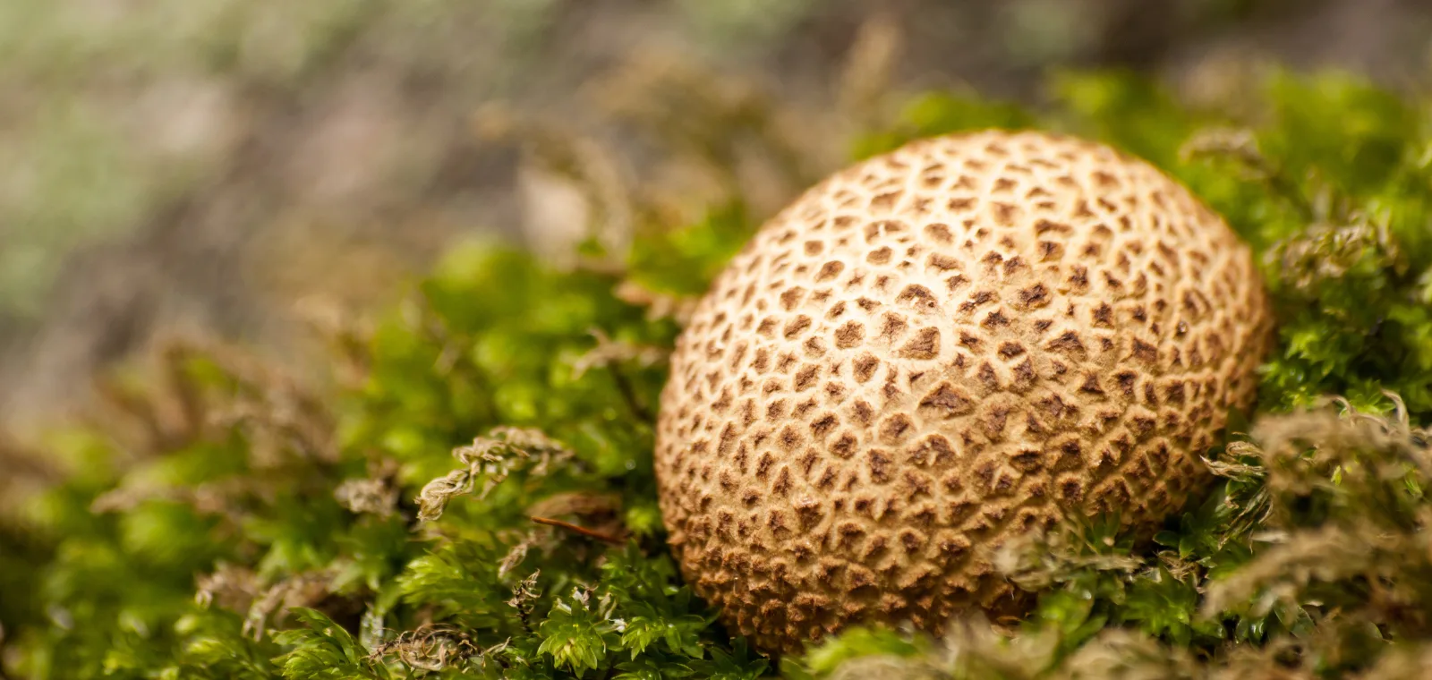 Puffball gljive - Kako mogu pomoći kod poboljšanja probave