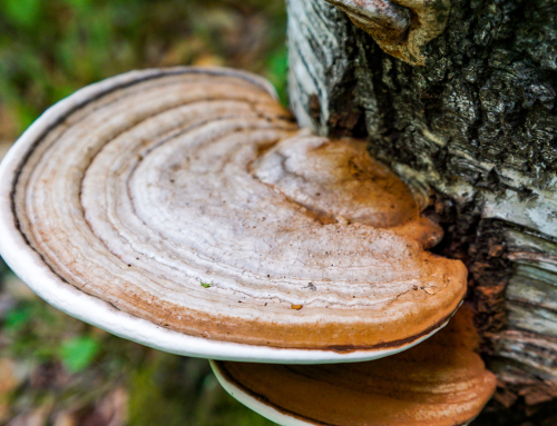 Chaga gljive – Kako mogu pomoći kod smanjenja upala?