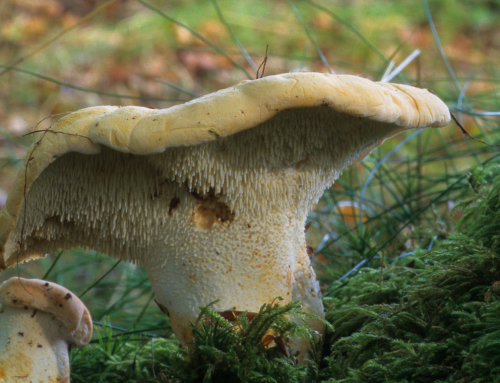 Hedgehog gljive – Kako mogu pomoći kod poboljšanja zdravlja kože