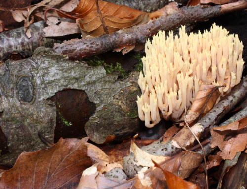 Coral gljive – Kako mogu pomoći kod poboljšanja zdravlja srca?