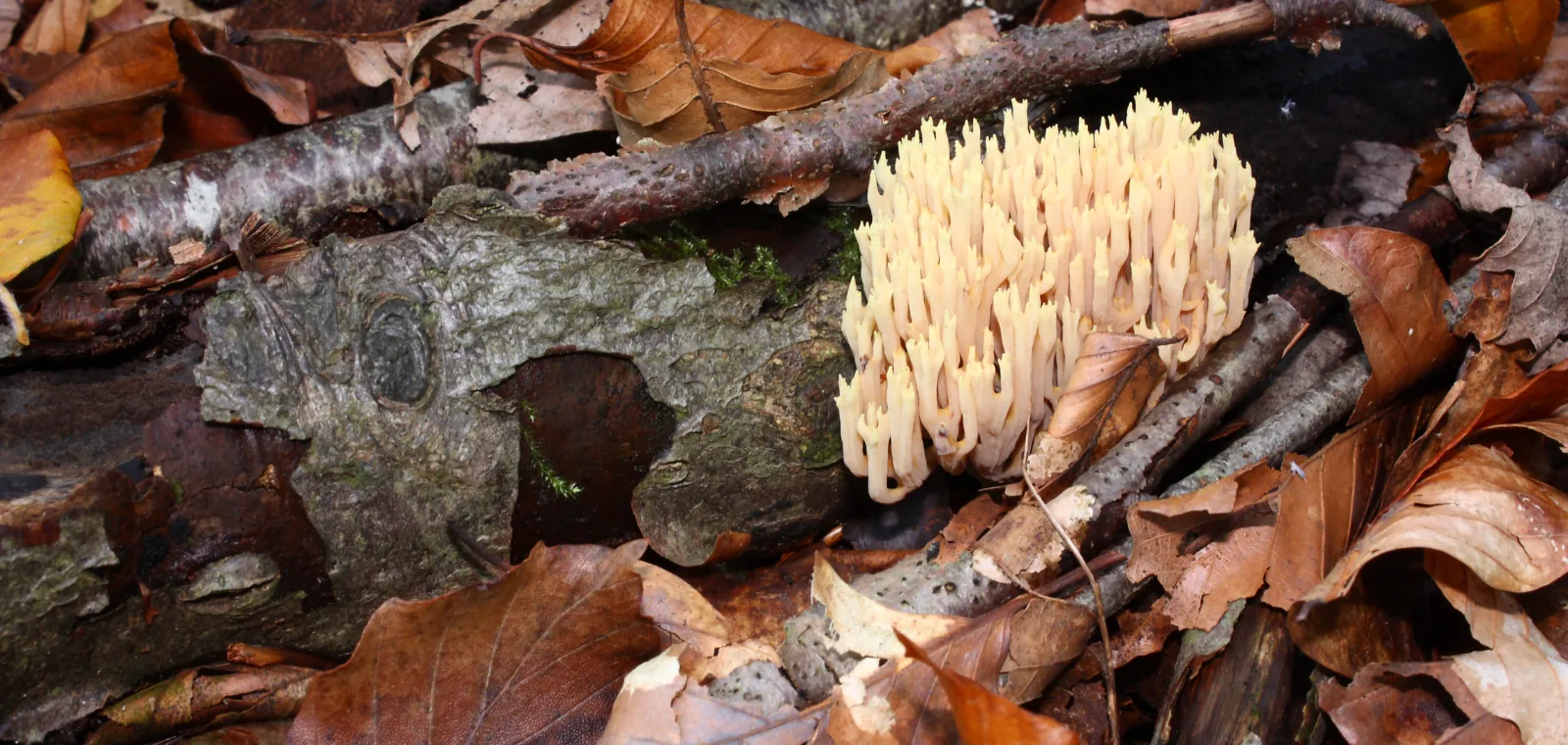 Coral gljive - Kako mogu pomoći kod poboljšanja zdravlja srca?