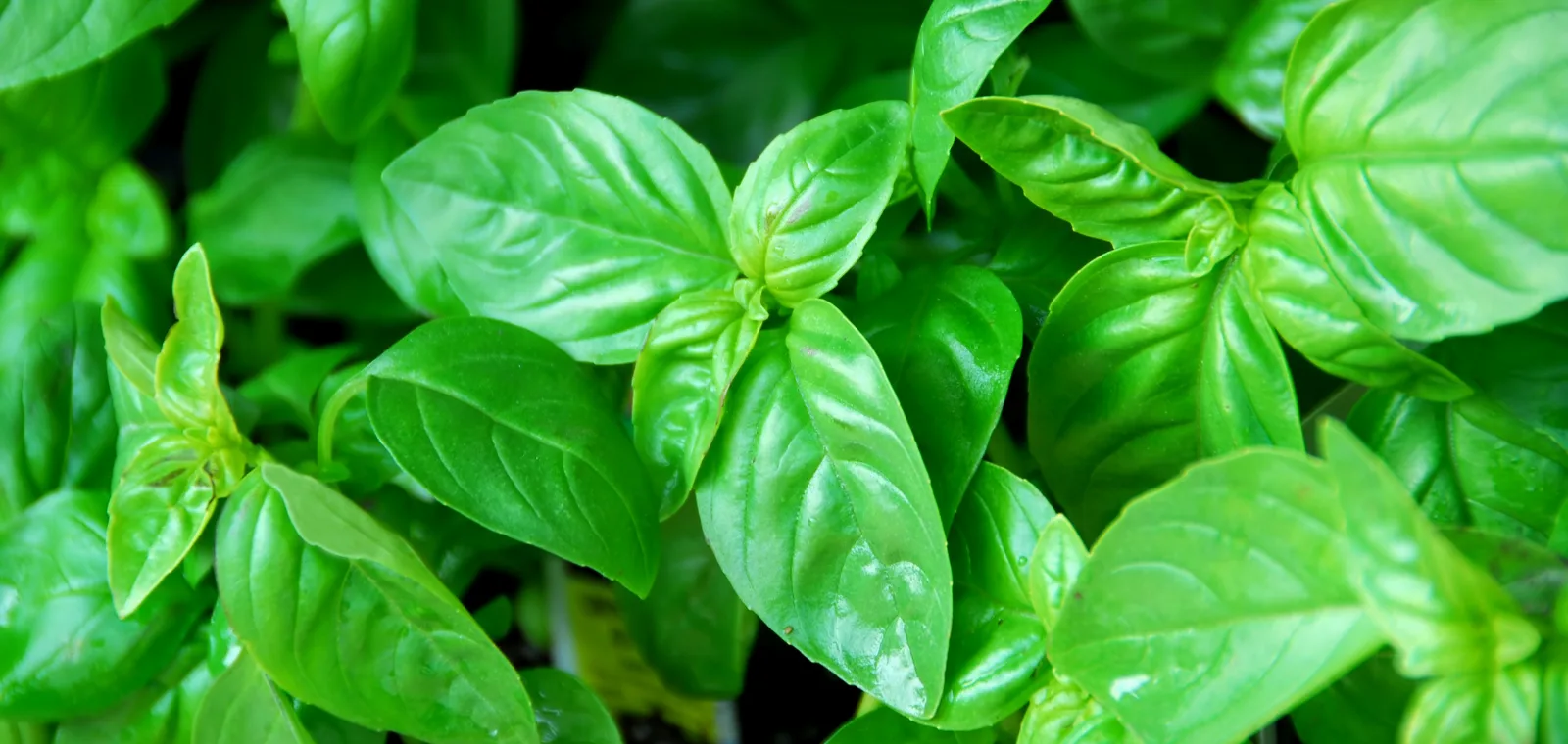 Bosiljak - začin s svojstvima za zdravlje kože i dišnih puteva