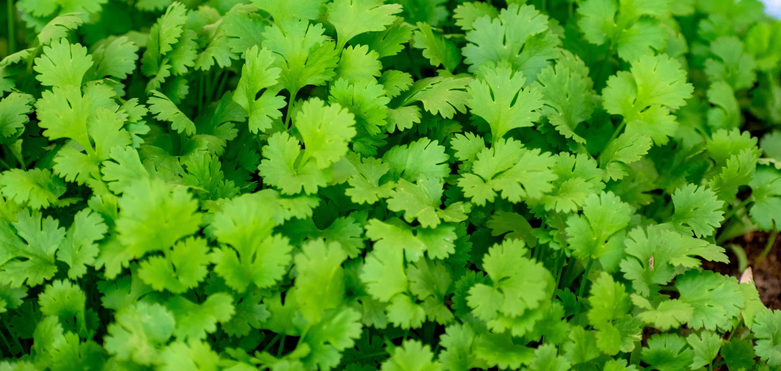 Koriander - Začin koji smanjuje rizik od dijabetesa i bolesti srca