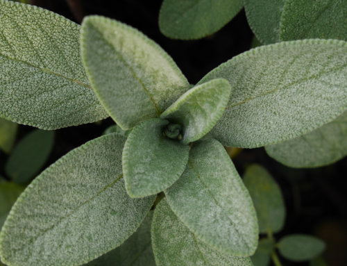 Kadulja – biljka koja pomaže u smanjenju stresa