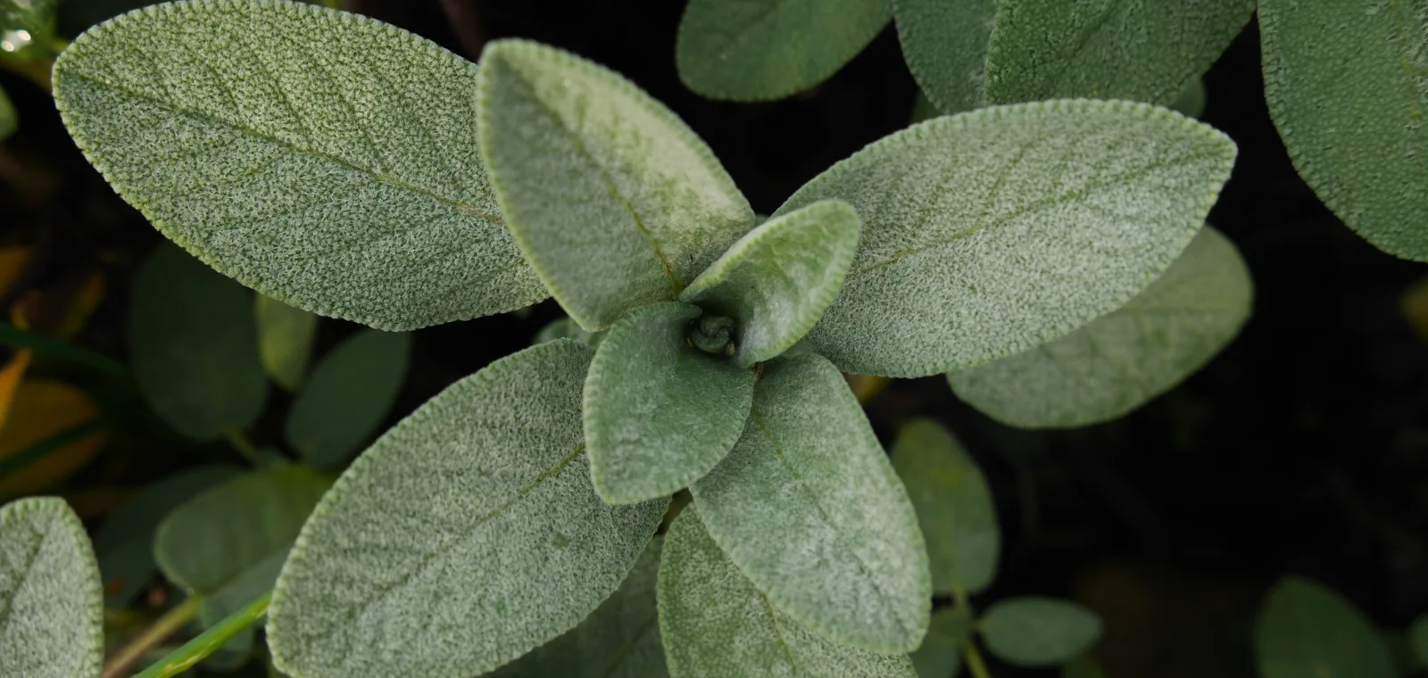 Kadulja - biljka koja pomaže u smanjenju stresa