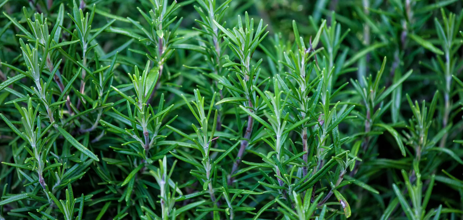 Ružmarin - zdravstvene prednosti začina za smanjenje stresa