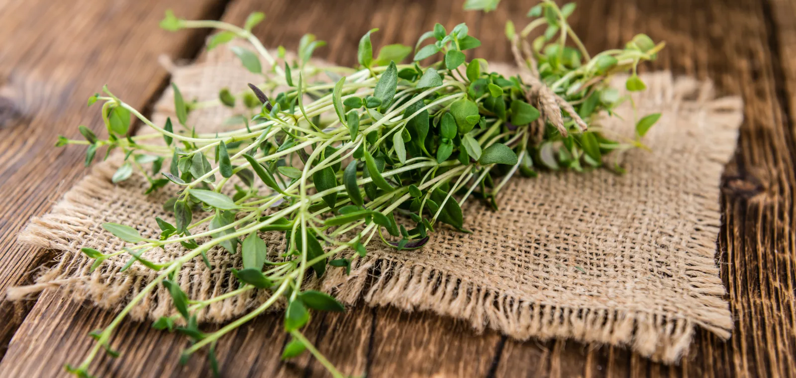 Timijan - začin bogat antioksidansima i vitaminom C