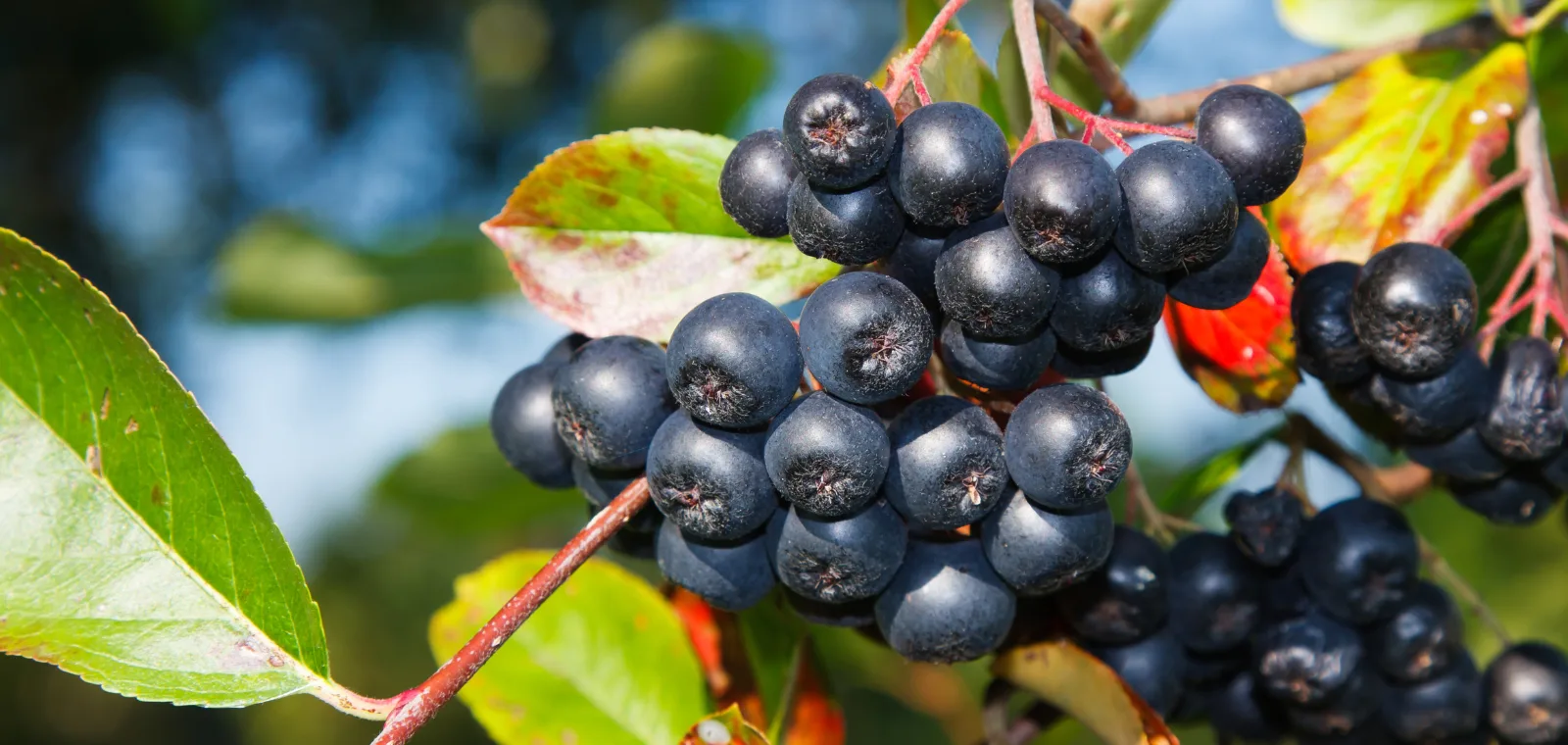 Aronija - Superhrana za zdravlje i vitalnost